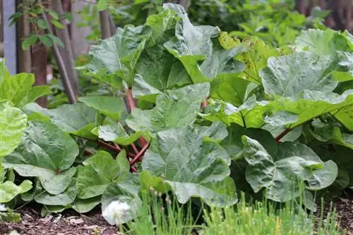 Rhubarb - মূল গভীরতা