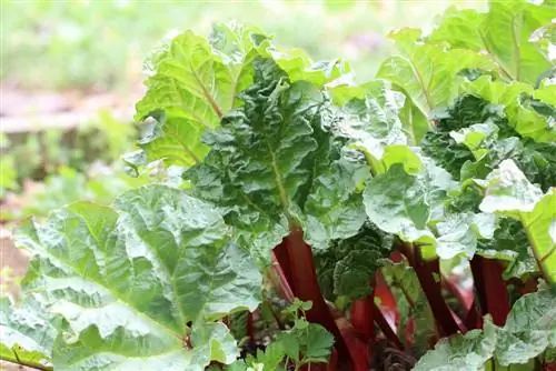 Rhubarb - মূল গভীরতা