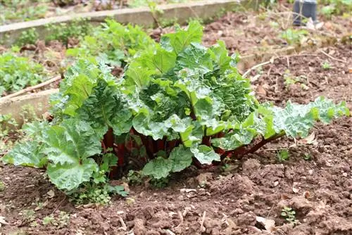 Ravent kökü ne kadar derine uzanır? - Kök derinliği hakkında bilgi