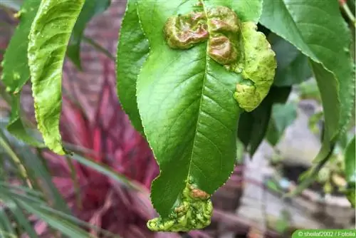 بیماری پیچ خوردگی - Taphrina deformans