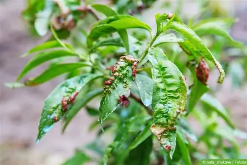 Malattia del curling - Taphrina deformans