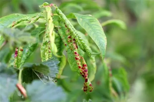 ফ্রিজ রোগের সাথে লড়াই করুন - 9টি ঘরোয়া প্রতিকার