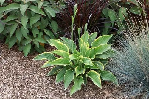 Hosta's verdelen - hosta's transplanteren