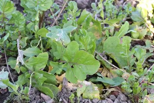 Arugula - raket