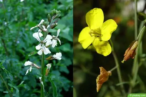 Arugula çiçəkləri - raket çiçəyi