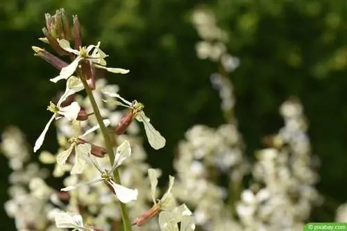 Ruccola blommar: är den fortfarande ätbar när den blommar?