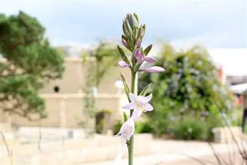 Funkia - Hosta