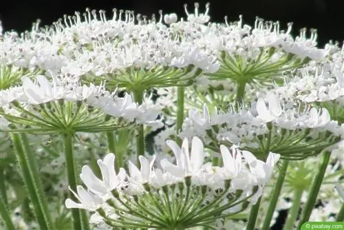 Cicuta tacada - Conium maculatum