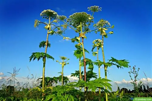 Barra gjigante - Heracleum mantegazzianum