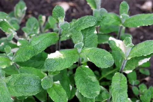 الأناناس والنعناع - Mentha suaveolens