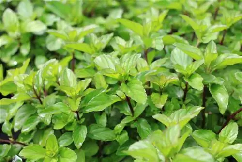 Fesleğen nane (Mentha piperita x citrata Fesleğen)