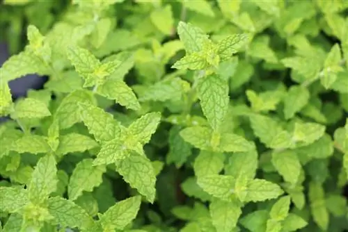 Strawberry Mint - Mentha Druh