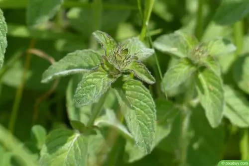 Mäta vodná (Mentha aquatica)