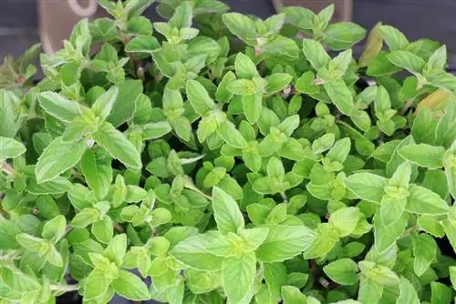 الليمون والنعناع (Mentha gentilis var. citrata)