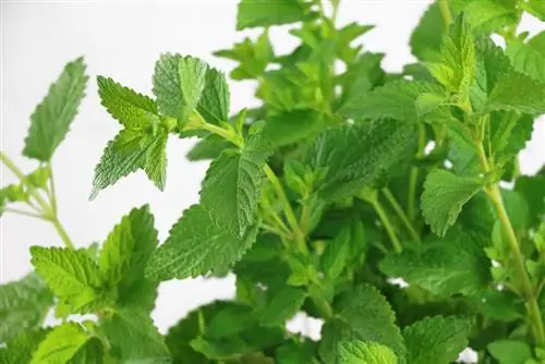 Tipos de menta: 12 tipos de menta para té & Cocina