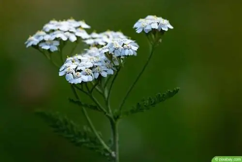 Civanperçemi - Achillea