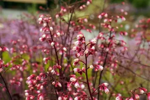 Ntshav tswb - Heuchera