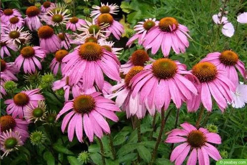 Coneflower - เอ็กไคนาเซียชงโค