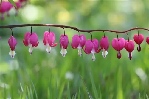 রক্তক্ষরণ হৃদয় - Dicentra spectabilis