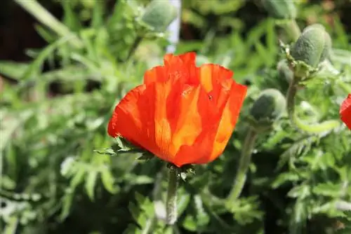 የቱርክ ፖፒ - Papaver orientale