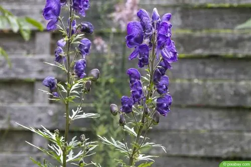 Utawa wa bluu - Aconitum napellus