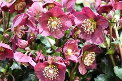 Jouluruusu - lumiruusu - Helleborus niger