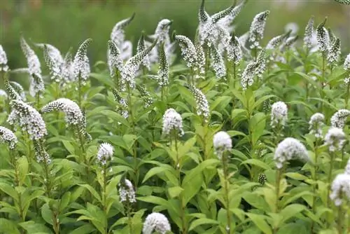 Labavka - Lysimachia clethroides