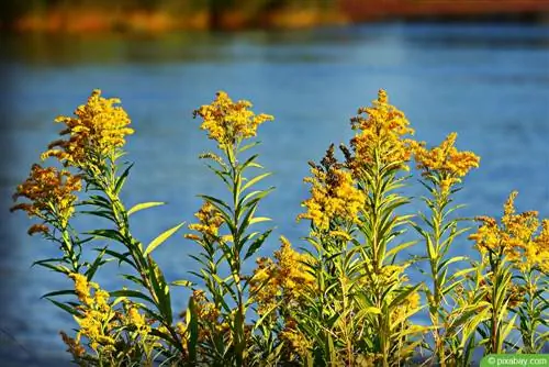 Алтын таякча - Solidago virgaurea