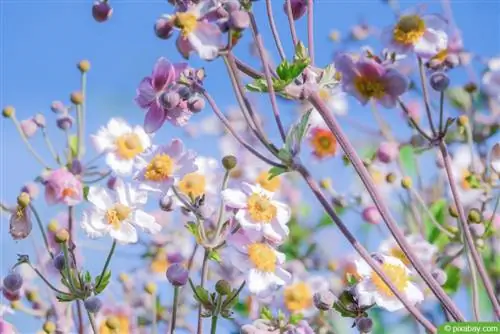 Աշնանային անեմոն - Anemone hupehensis