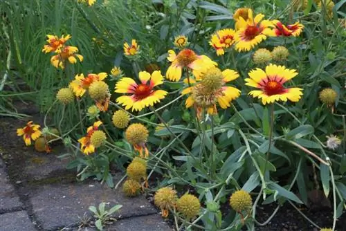 Flor de cocarda - Gaillardia aristata