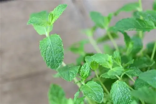 Melisa de lamaie - Melissa officinalis