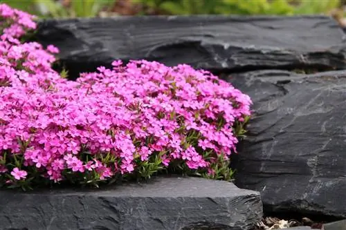 Yastıq phlox - Phlox subulata