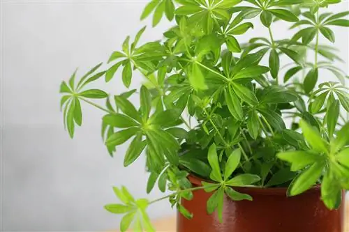 Woodruff - ጋሊየም odoratum