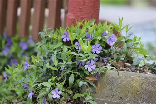 Periwinkle - Vinca ndogo