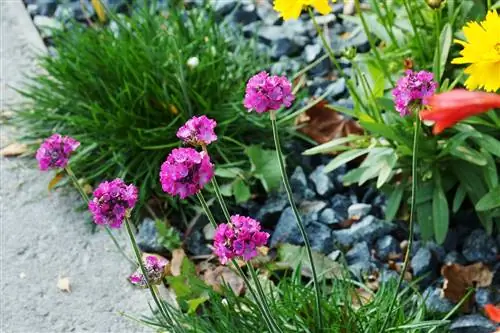 Rumput Cengkih -Armeria