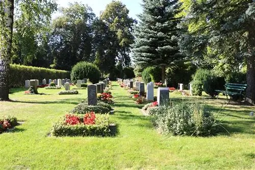 18 plantas de cobertura do solo para plantio de sepulturas para cada estação