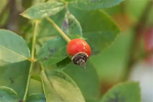 কুকুর গোলাপ - Rosa canina