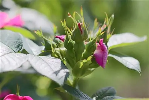 Šunų rožė – Rosa canina