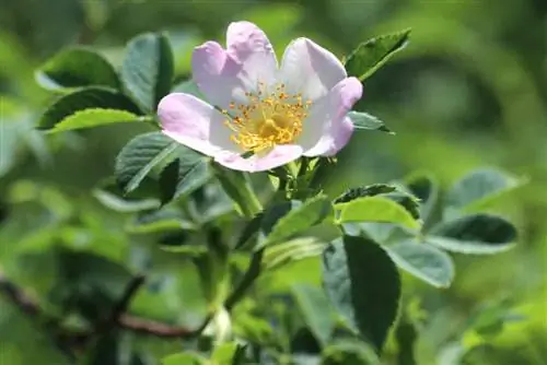 Rosa silvestre - Rosa canina