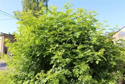 Trandafir de câine - Rosa canina