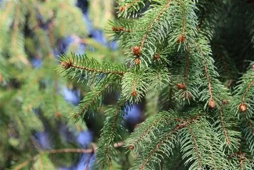 ต้นสนนอร์เวย์ - Picea abies