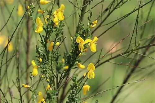 Gorse - sapu penyapu