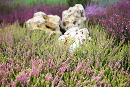 Cosa c'è in un giardino di erica? 12 piante da compagnia