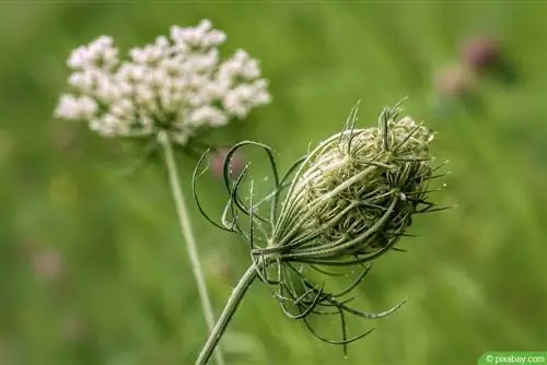 Yarrow - Achillea