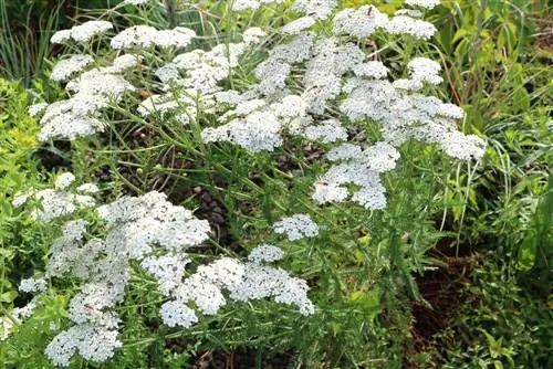 Řebříček obecný - Achillea