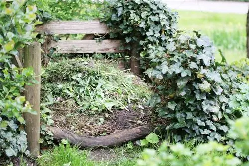 Composto como fertilizante para rosas de Natal