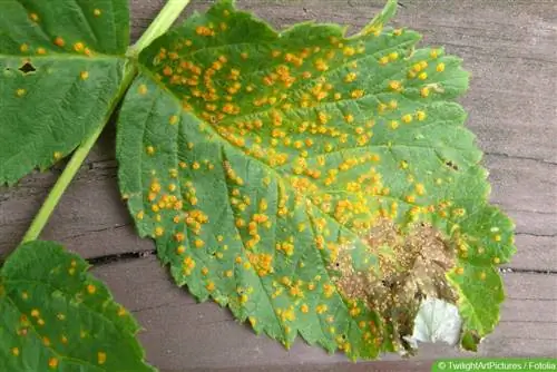 Bekæmp rust på planter biologisk - 5 hjemmehjælpemidler