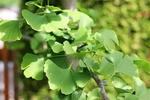 Plantes en pot absolument résistantes à l'hiver: Ginkgo - Biloba