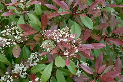 Níspero - Photinia x fraseri