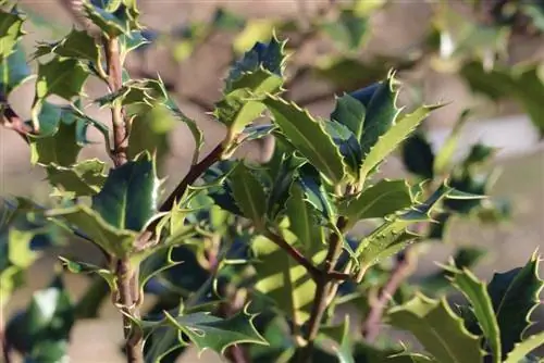 هولي - Ilex aquifolium